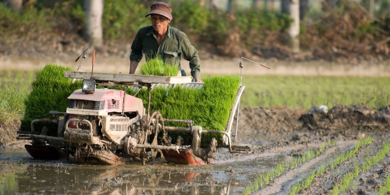A farmer in the field