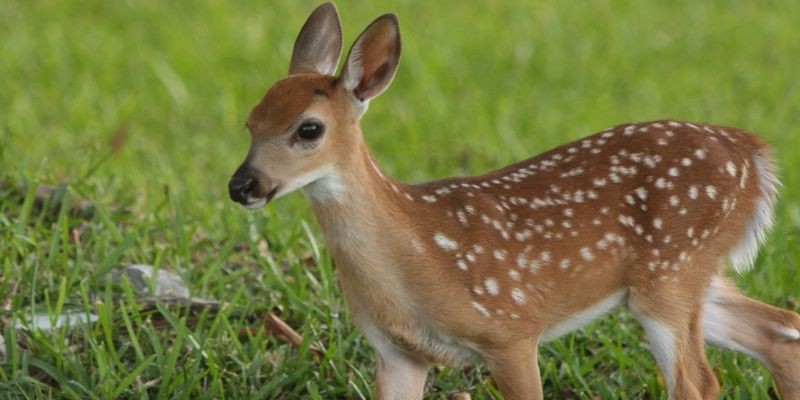 A key deer awareness day