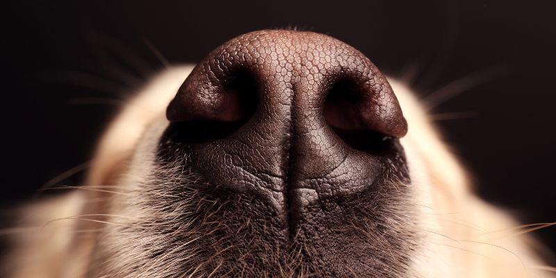a dog's nose