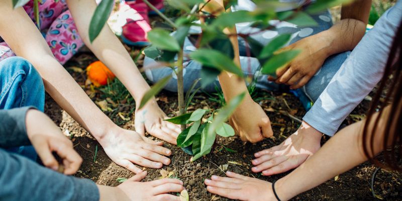 Hands of Persons Planting Flowers