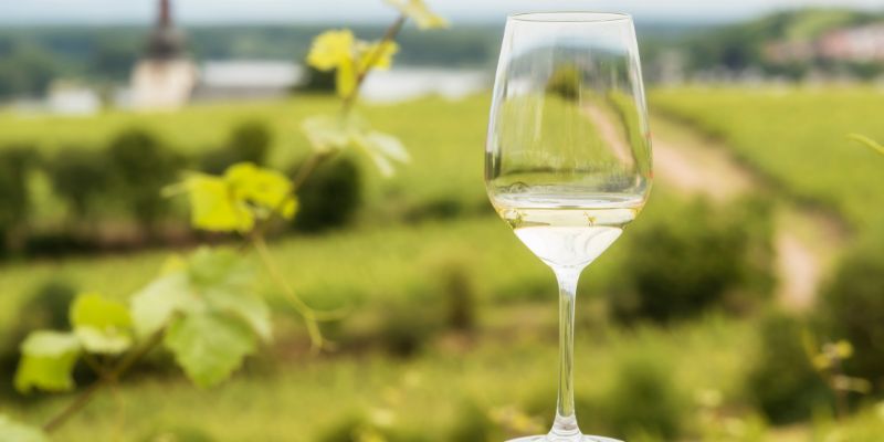 A bottle of white wine with a vineyard as the background