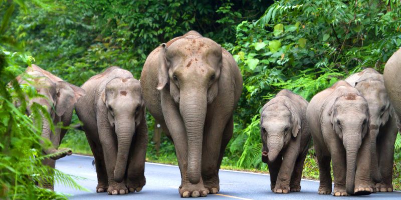 A herd of elephants