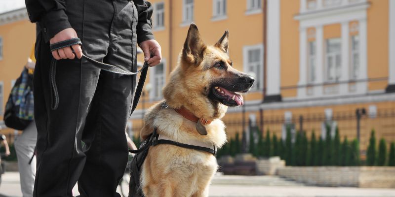 A K9 with its handler