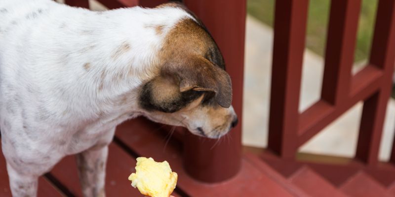 Someone enticing a dog to eat