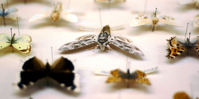 A collection of moths