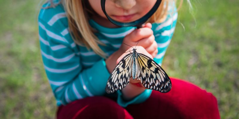 A child looking closely at a butterfly with a magnifying glass