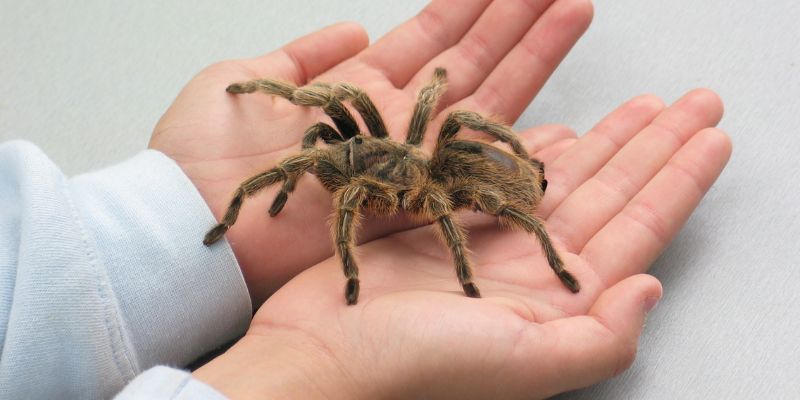 Spider on hands