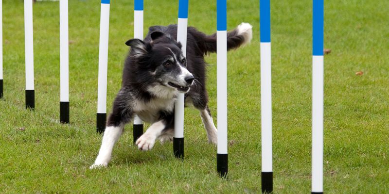 Dog agility course
