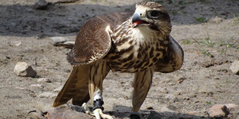 A buzzard
