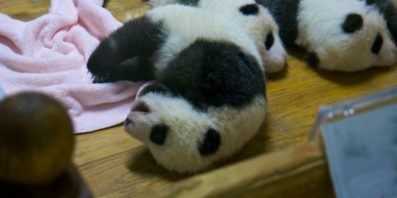 Three cute panda bears