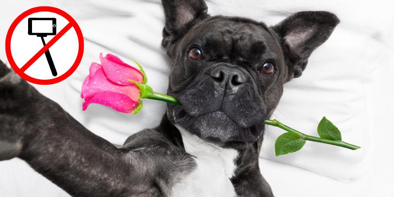 A cute dog taking a thirst-trap selfie
