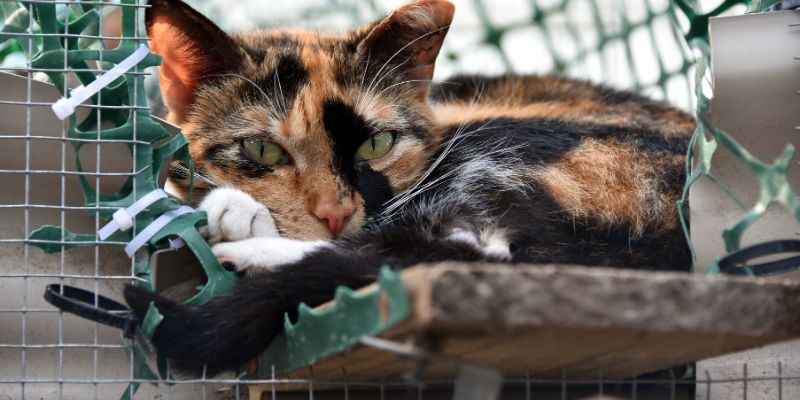 A beautiful cat.