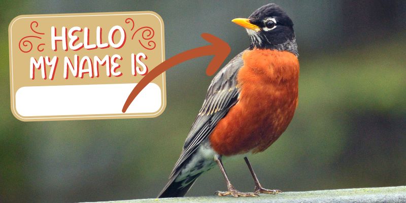 hello my name is label with an arrow pointing at a robin