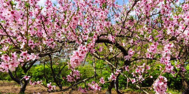 Peach blossoms
