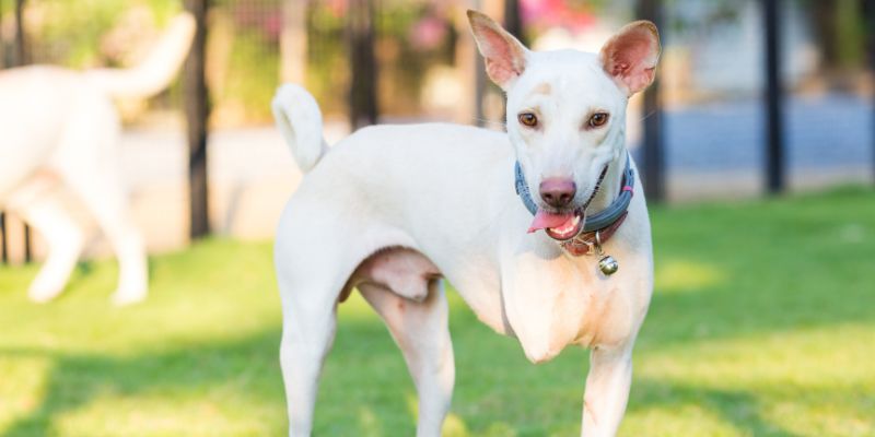 a beautiful three-legged dog