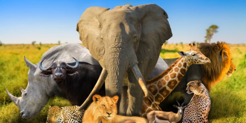 A variety of wildlife animals