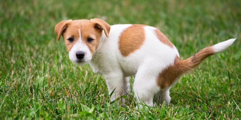 Puppy about to go potty