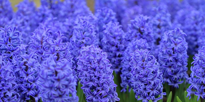 Beautiful garden of hyacinths