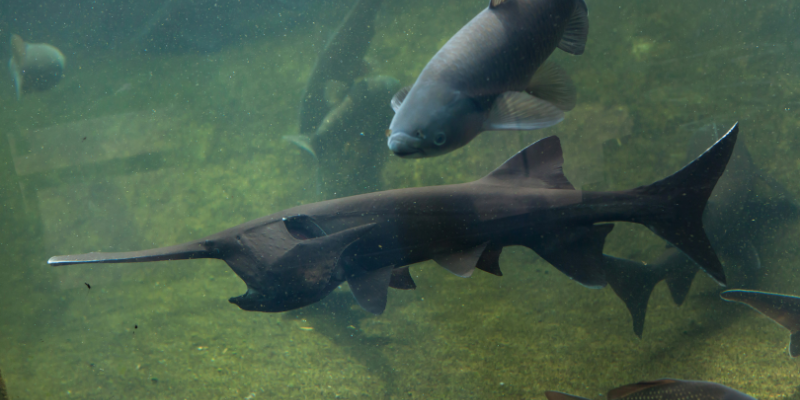 A paddlefish in the ocean
