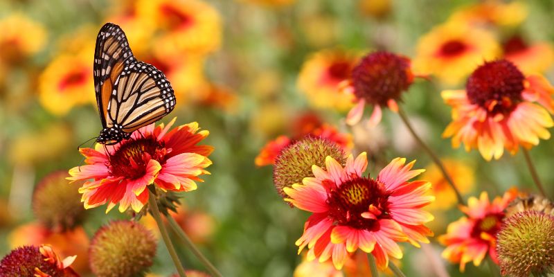 Garden of flowers and a buttefly on one of the flowers
