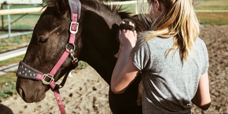 A horse handler caring for a horse