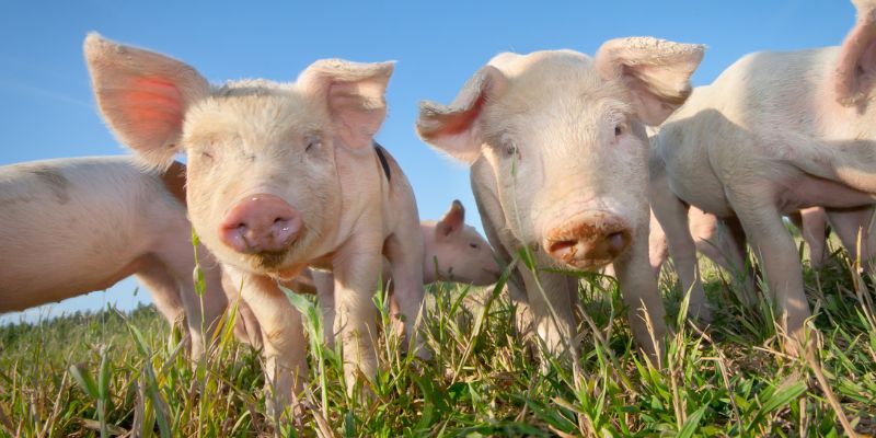 Cute piglets in a field