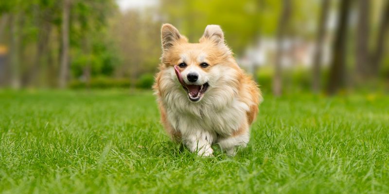 a cute Corgi