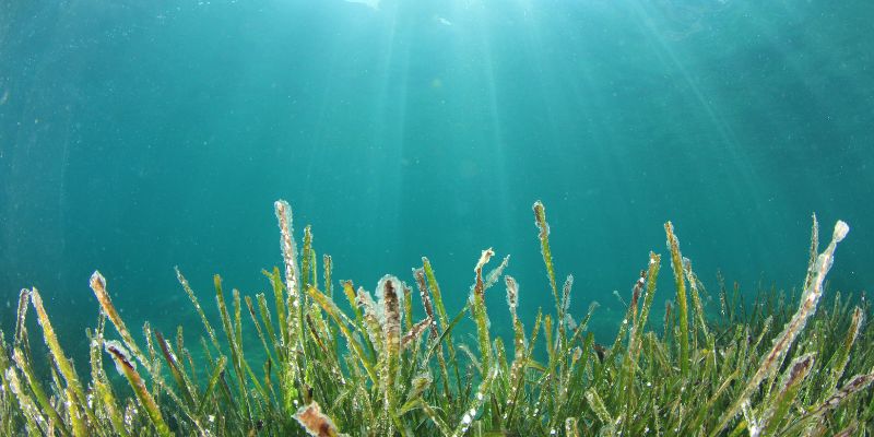 Seagrass