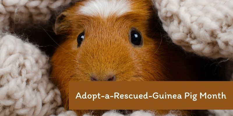 A cute guinea pig covered with a blanket. 