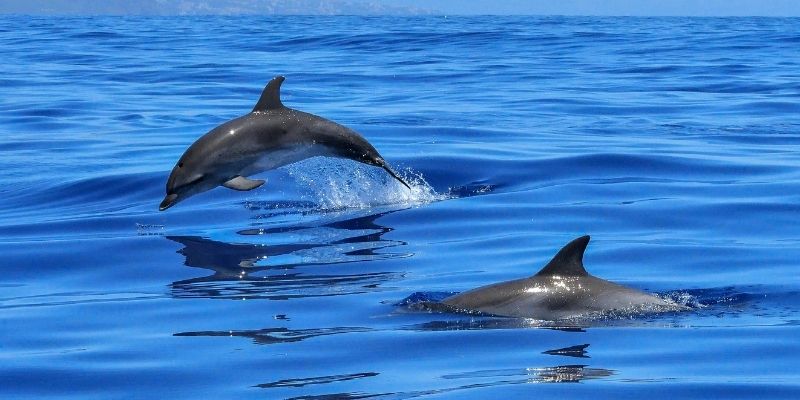 dolphins in a body of water