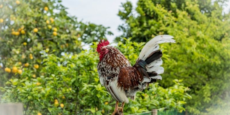 A rooster on a farm