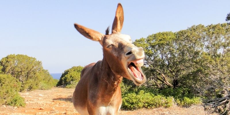 A donkey making a funny face