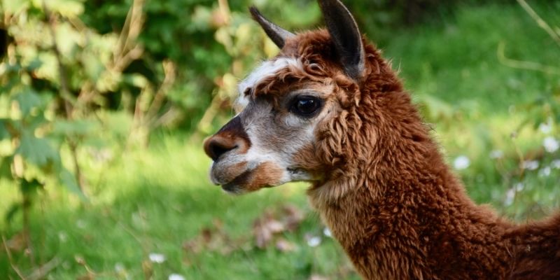 A camelid in the forest.