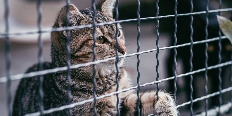 a caged cat