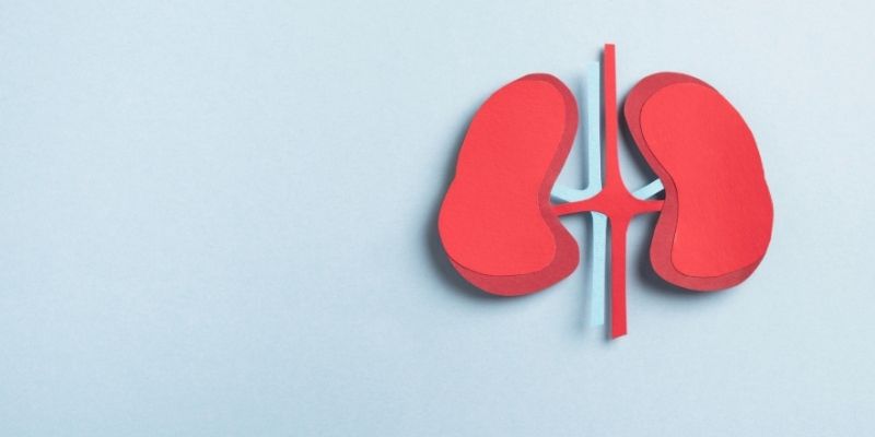 Illustrations of kidneys