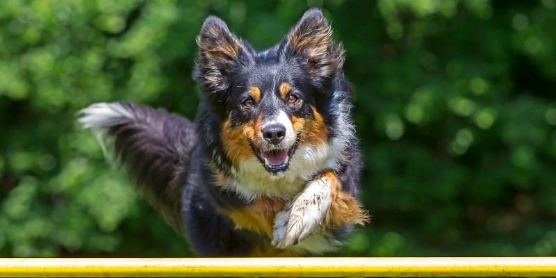 A dog running
