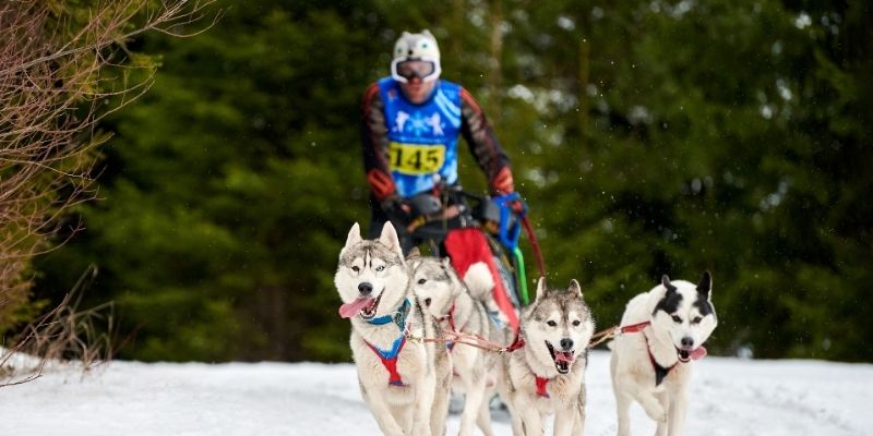 A musher raacing his dogs.