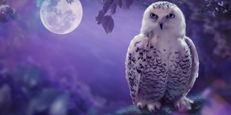 An owl sitting on a tree with a full moon behind it.
