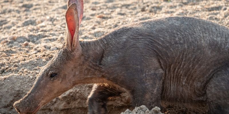 An aardvark