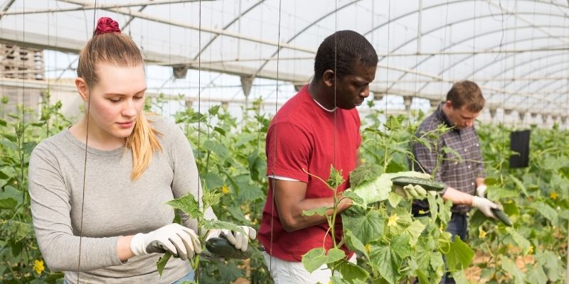 Farm workers