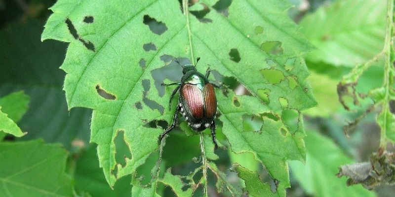 A beetlle