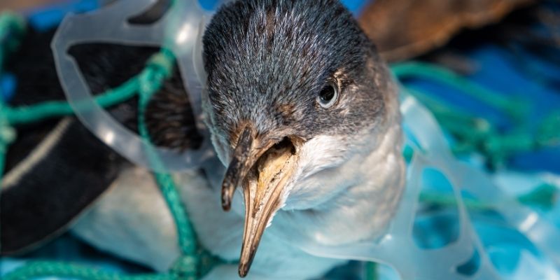A bird with plastic thrown in the water around its neck.