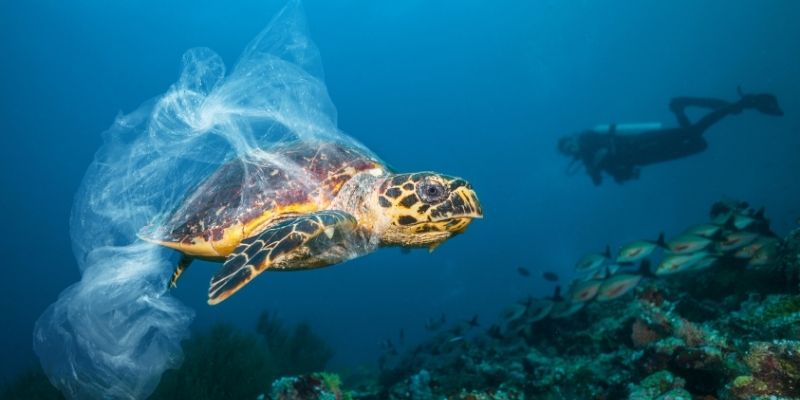 sea turtle wrapped in plastic from debris in the ocean