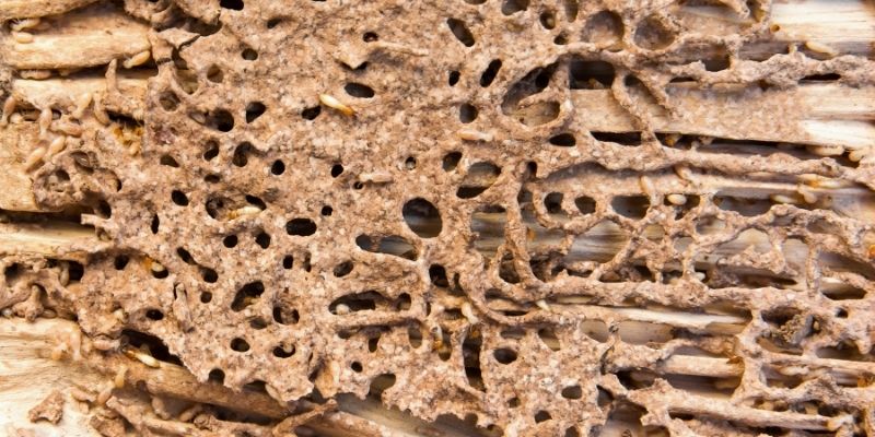 Termite colony