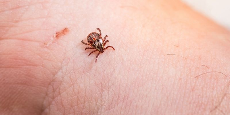 Someone with a tick