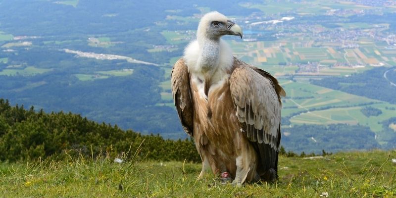 A vulture in nature
