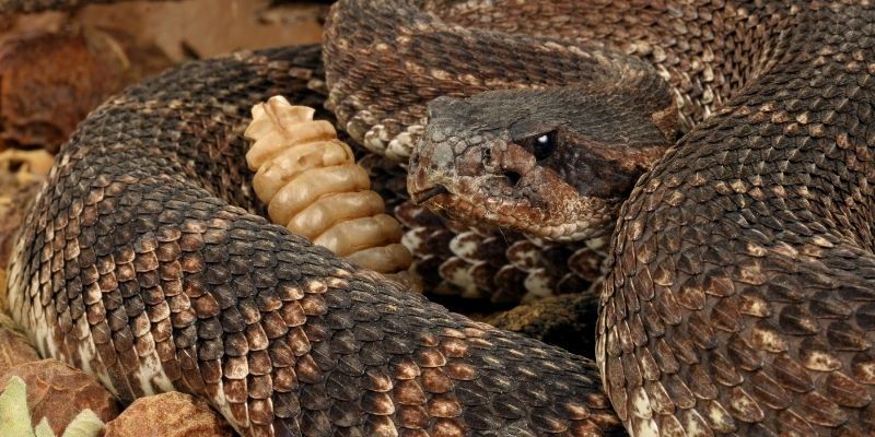 A rattle snake